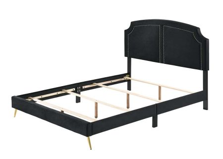 ACME Zeena Queen Bed Black Velvet